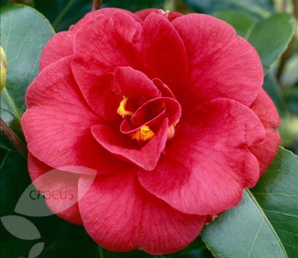 راهنمای نگهداری و پرورش گل و گیاهان زینتی - گل کاملیا